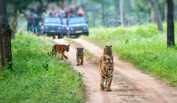 Tigers walking near a jungle safari jeep in Dandeli